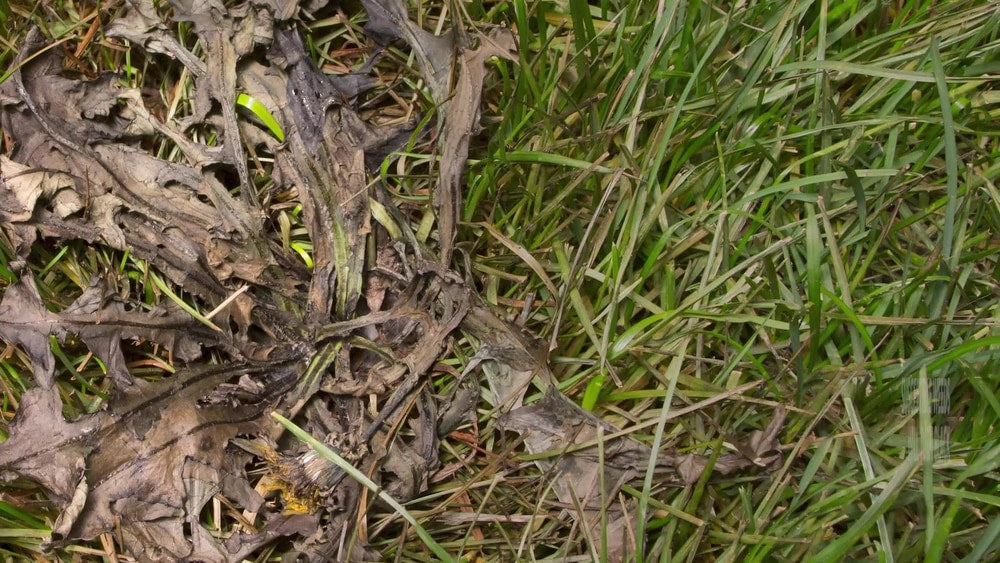 Weed B Gon MAX Ready-to-Use Weed Control/Killer, Herbicide for Lawns, 1-L Y0O8 - product image 3