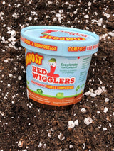 Compost Red Wiggler Live Composting Worms, 50 Count T4X6 - product image 2