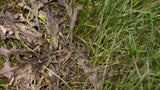 Weed B Gon MAX Ready-to-Use Weed Control/Killer, Herbicide for Lawns, 1-L S0X3 - product image 3