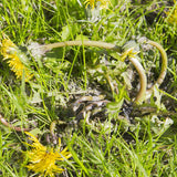 Lawn WeedOUT Spray, 1-L U1W4 - product image 4